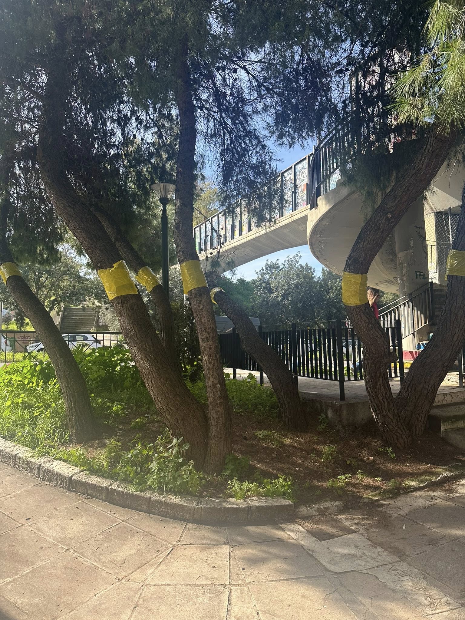 Προληπτικές παρεμβάσεις για την προστασία των πεύκων και της δημόσιας υγείας